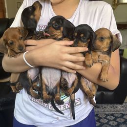 Dachshund Puppies from Molina Family Farms