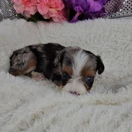 Indigo - Blue male Companion Cross puppy in Decatur, Illinois from Petite Pups