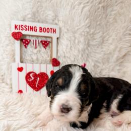 Sprinkles - Tri-color female Bernedoodle puppy in Boiling Springs, South Carolina from OlliePups, LLC