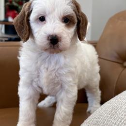 Lola - Parti female Goldendoodle puppy in Berlin, Ohio from Doodle Babys