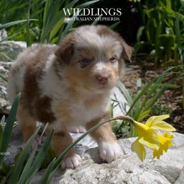 Dragon - Red merle Australian Shepherd puppy in Newport, Rhode Island from Wildings Australian Shepherds