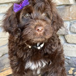 Portuguese Water Dog Puppies from Yellowstone Porties