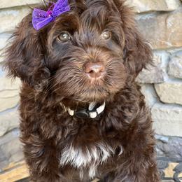 Portuguese Water Dog Puppies from Yellowstone Porties