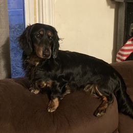 Aero - Dachshund