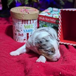 Girl 1 - Blue merle Australian Shepherd puppy in Cape Coral, Florida from Carrotwood Kennel Australian Shepherds