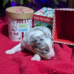 Girl 1 - Blue merle Australian Shepherd puppy in Cape Coral, Florida from Carrotwood Kennel Australian Shepherds