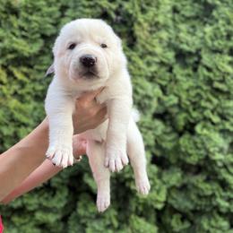 Cesar - White male Central Asian Shepherd Dog puppy in Island City, Oregon from Alabaivalley