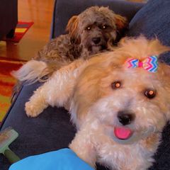 Shichons from Designer Paws
