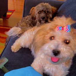 Shichons from Designer Paws