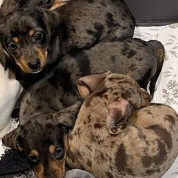 Dachshunds from Ein Dachshund