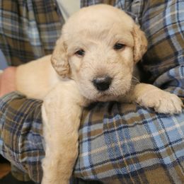 Fox - Gold male Labradoodle puppy in Lansing, North Carolina from Murphy Manor Mountain Doodles