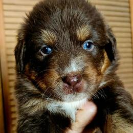 Godiva - Red tri-color female Australian Shepherd puppy in Fultonville, New York from Sandy Aussies & Pomeranians