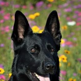 German Shepherds from Telos Shepherds