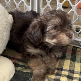 Boy 1 - Chocolate male Havanese puppy in East Lansing, Michigan from VanCort's Happy Havanese