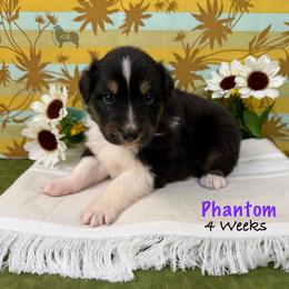 Phantom - Black tri-color female Australian Shepherd puppy in El Dorado Springs, Missouri from OR Aussies