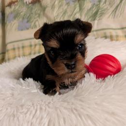 Polly pocket - Black and gold female Yorkshire Terrier puppy in Gatesville, Texas from KontryKritterz Yorkies