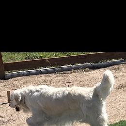 Emma - Golden Retriever