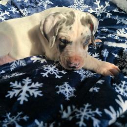 Meringue pie - Blue and white male Great Dane puppy in Monroe County, Pennsylvania from Poke-A-Nose Danes