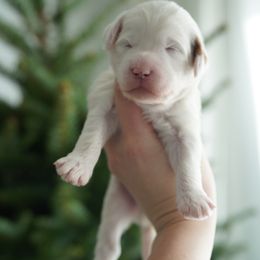 Oak - Parti male Goldendoodle puppy in Vancouver, Washington from Blissful Doodles