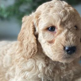 Goldendoodles from Doodles and Co