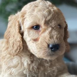 Goldendoodles from Doodles and Co