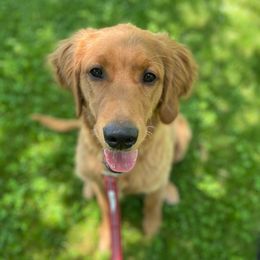Golden Retrievers from Keystone Working Dogs