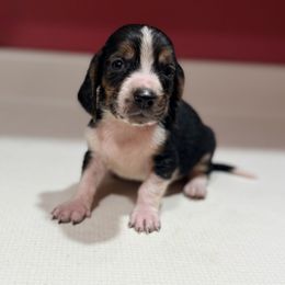 Eddie - Black white and brown male Basset Hound puppy in Inman, Nebraska from Sandhill Hounds of Nebraska