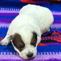 L66-07 - Red speckled female Australian Cattle Dog puppy in Sheridan, Oregon from 6pk Cattledogs
