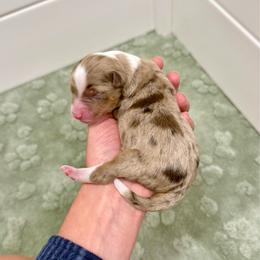Brown Merle boy (litter names coming soon) - Brown merle male Aussiedoodle puppy in Heber City, Utah from Junipersdoodles