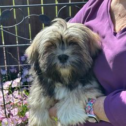 Everett - Brindle male Lhasa Apso puppy in Merced, California from Magic Lhasa Apsos