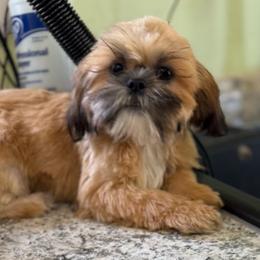 Georgia - Red female Shih Tzu puppy in Stafford, Virginia from Bayview Pups