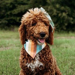 Maple - Poodle