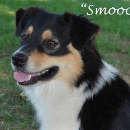 Smooch - Miniature Australian Shepherd