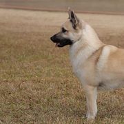 Norwegian Buhunds from Cloudpointe Kennels