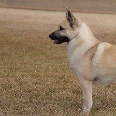 Norwegian Buhunds from Cloudpointe Kennels