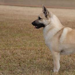 Norwegian Buhunds from Cloudpointe Kennels