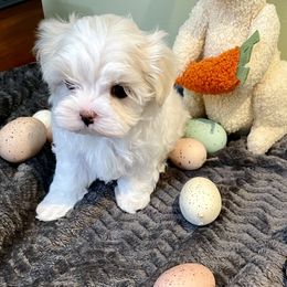 Maltese, Morkie, and Yorkshire Terrier Puppies from Cottonwood Maltese & Yorkies