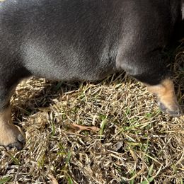 French Bulldog Puppies from Stratton Kennel