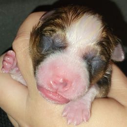 Padme - Red and white female Basenji puppy in San Diego, California from Triforce Basenjis
