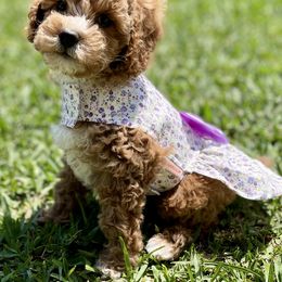 Cavapoo and Cockapoo Puppies from Benji’s Cockapoos