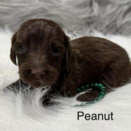 Peanut - Chocolate male Dachshund puppy in Cabool, Missouri from Dachshund's of Country Magic Farms in Missouri