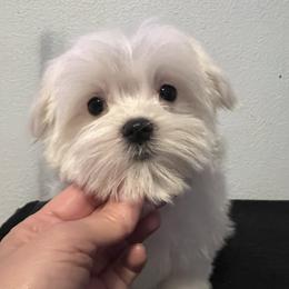 Medium Girl - White female Maltese puppy in Nuevo, California from Validian Maltese