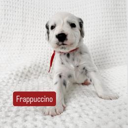 Frappuccino - LUA long coat - White and black male Dalmatian puppy in Davenport, Florida from Sunny Jewels Dalmatians