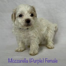 Mozzarella - Cream female Shichon puppy in De Pere, Wisconsin from Kinzor Kennels