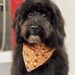 Aussiedoodles, Bernedoodles, and Goldendoodles from Gunstock Doodles