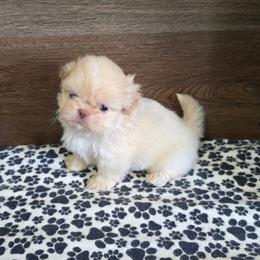 Male 1 - Lilac male Shih Tzu puppy in Meadows Of Dan, Virginia from Walt’s Shih Tzus