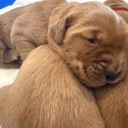 Golden Retriever Puppies from Beach Cities Golden Retrievers