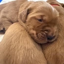 Golden Retriever Puppies from Beach Cities Golden Retrievers