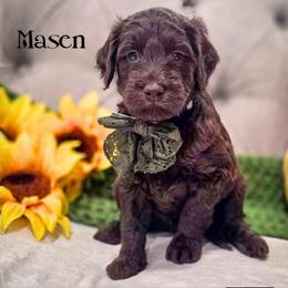 Masen - Chocolate male Double Doodle puppy in Cleveland, Tennessee from Edgewater Doodles & Designer Pups