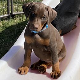 Doberman Pinscher Puppies from Jensen Dobermans